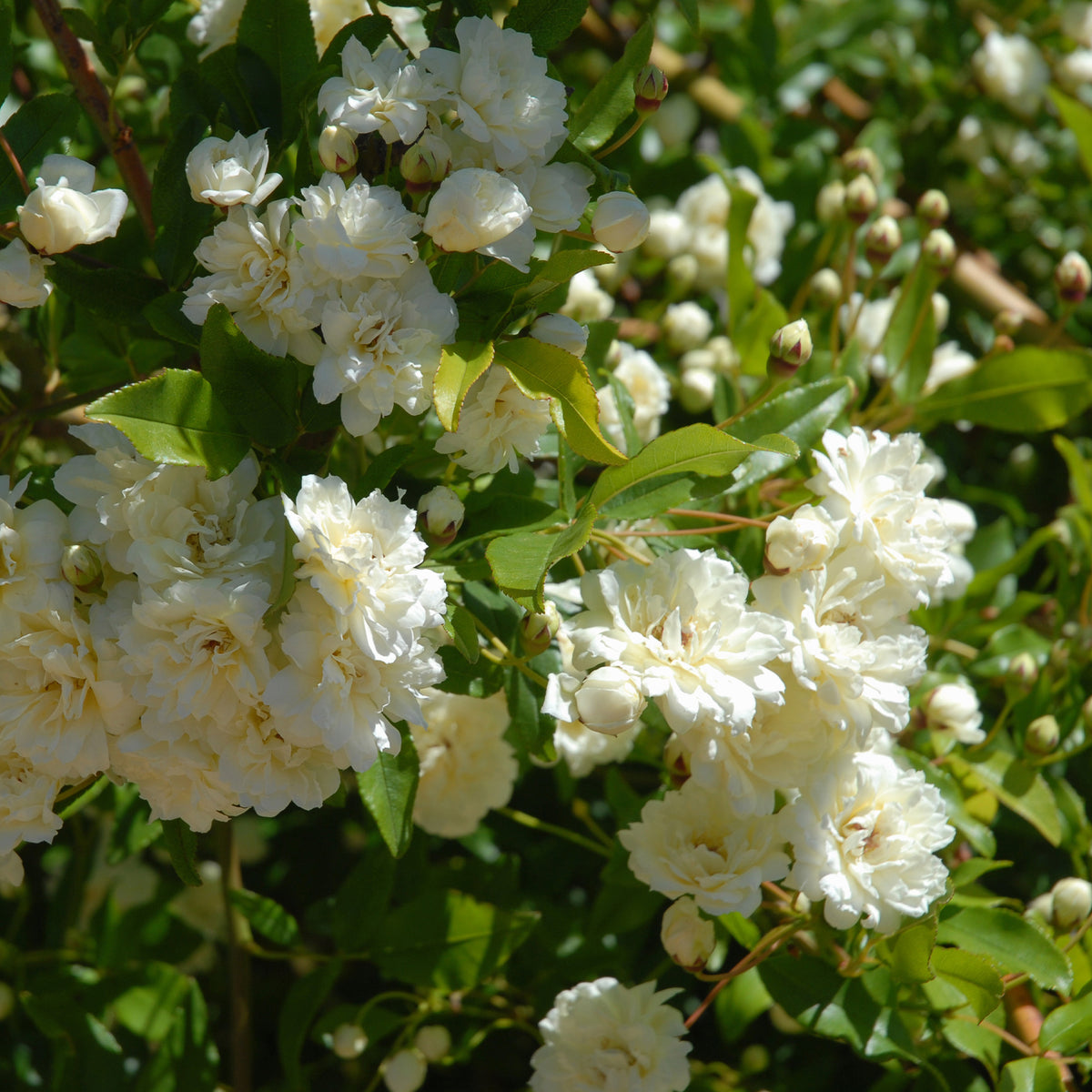 Rosa banksiae Alba Plena - Klimroos Banks Alba Plena - Klimrozen