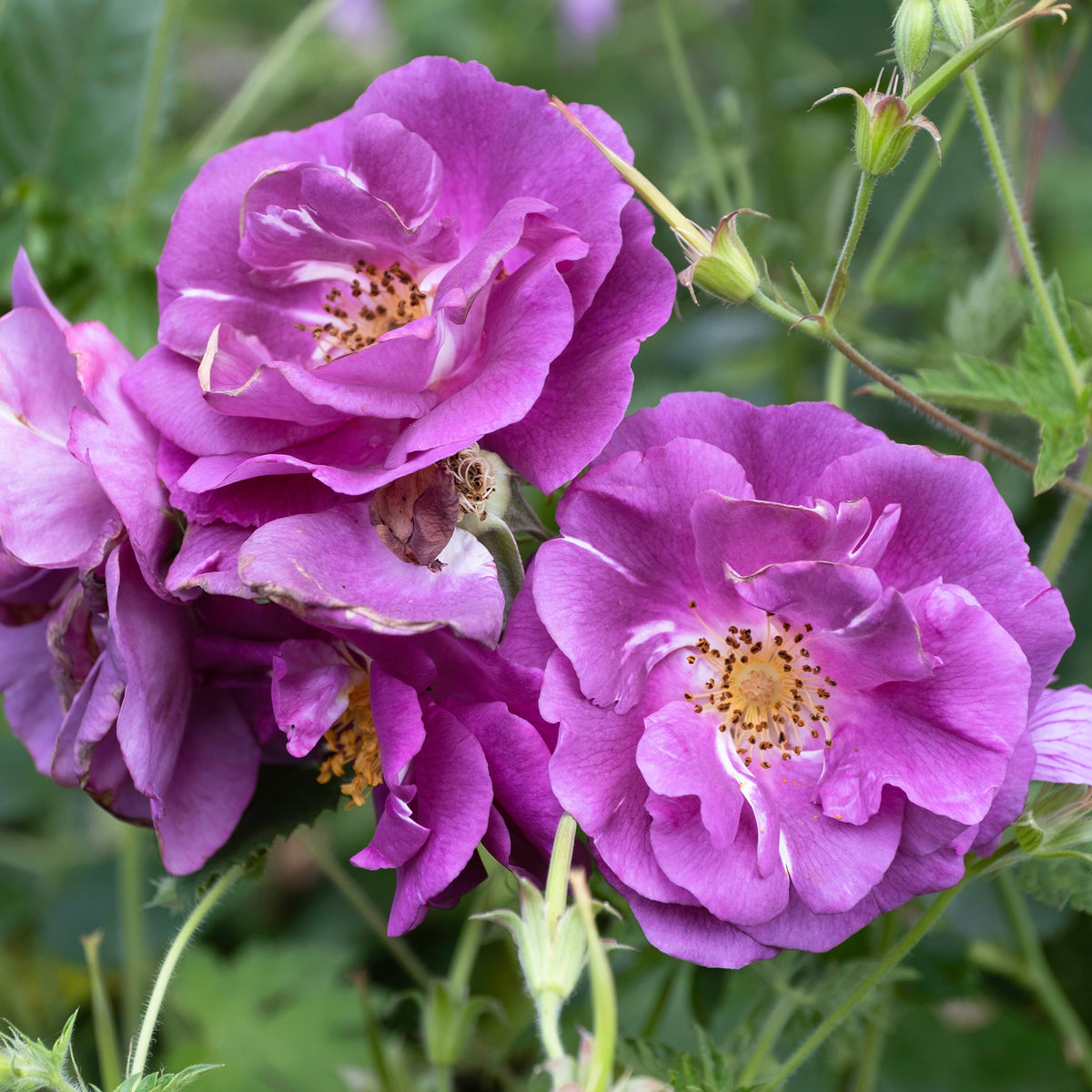 Verkoop Roos 'Rhapsody in blue - Rosa Rhapsody in Blue® Frantasia