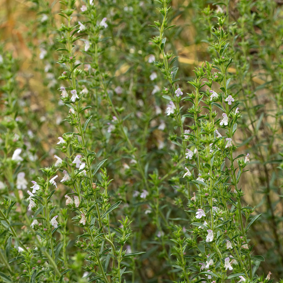 Satureja - Hartig - Vaste planten