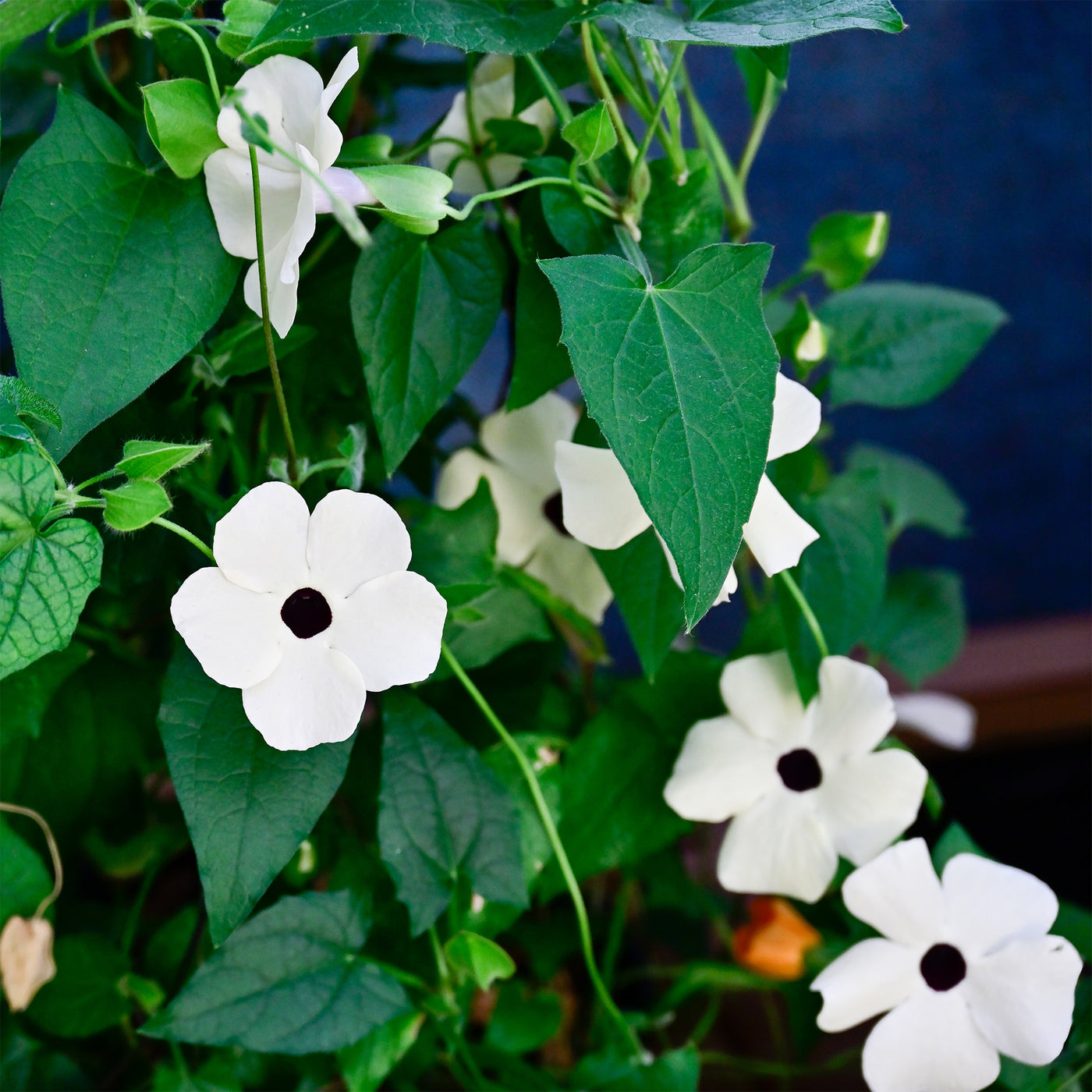 Suzanne-met-de-mooie-ogen wit - Thunbergia alata white - Willemse