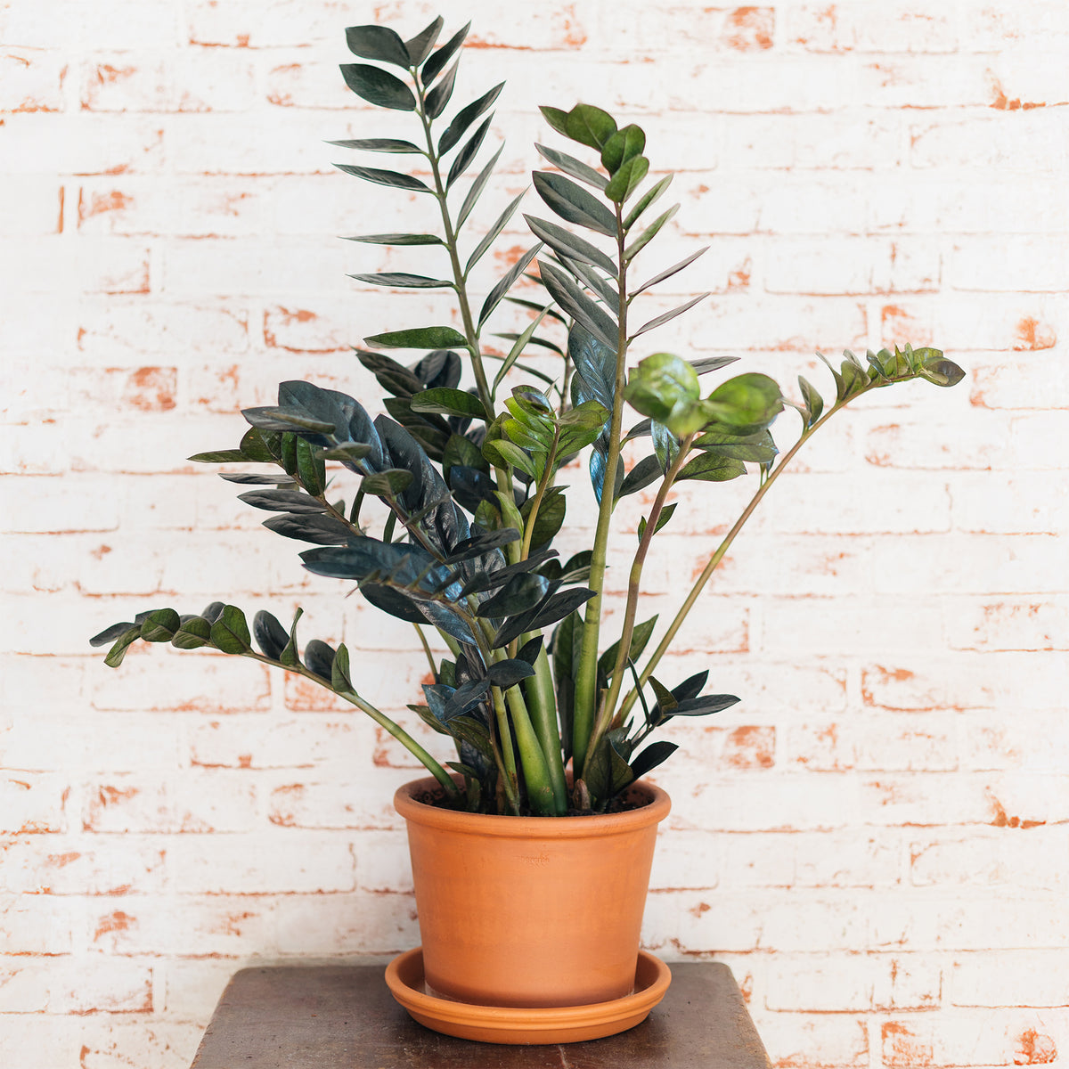 Zamioculcas zamiifolia Raven - Zamioculcas 'Raven' - Zamioculcas - Kartonplant