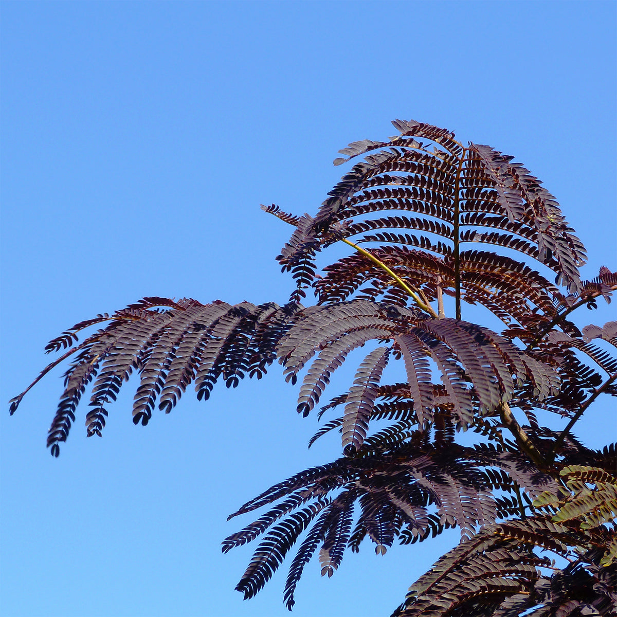 Albizia julibrissin Summer Chocolate® - Perzische slaapboom 'Summer Chocolate®' - Bomen
