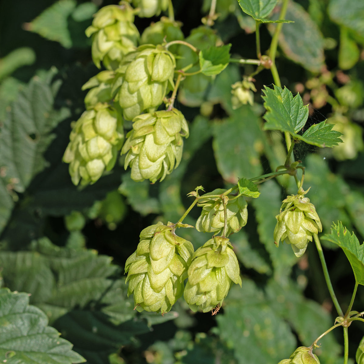 HUMULUS lupulus Prima Donna ® - Willemse