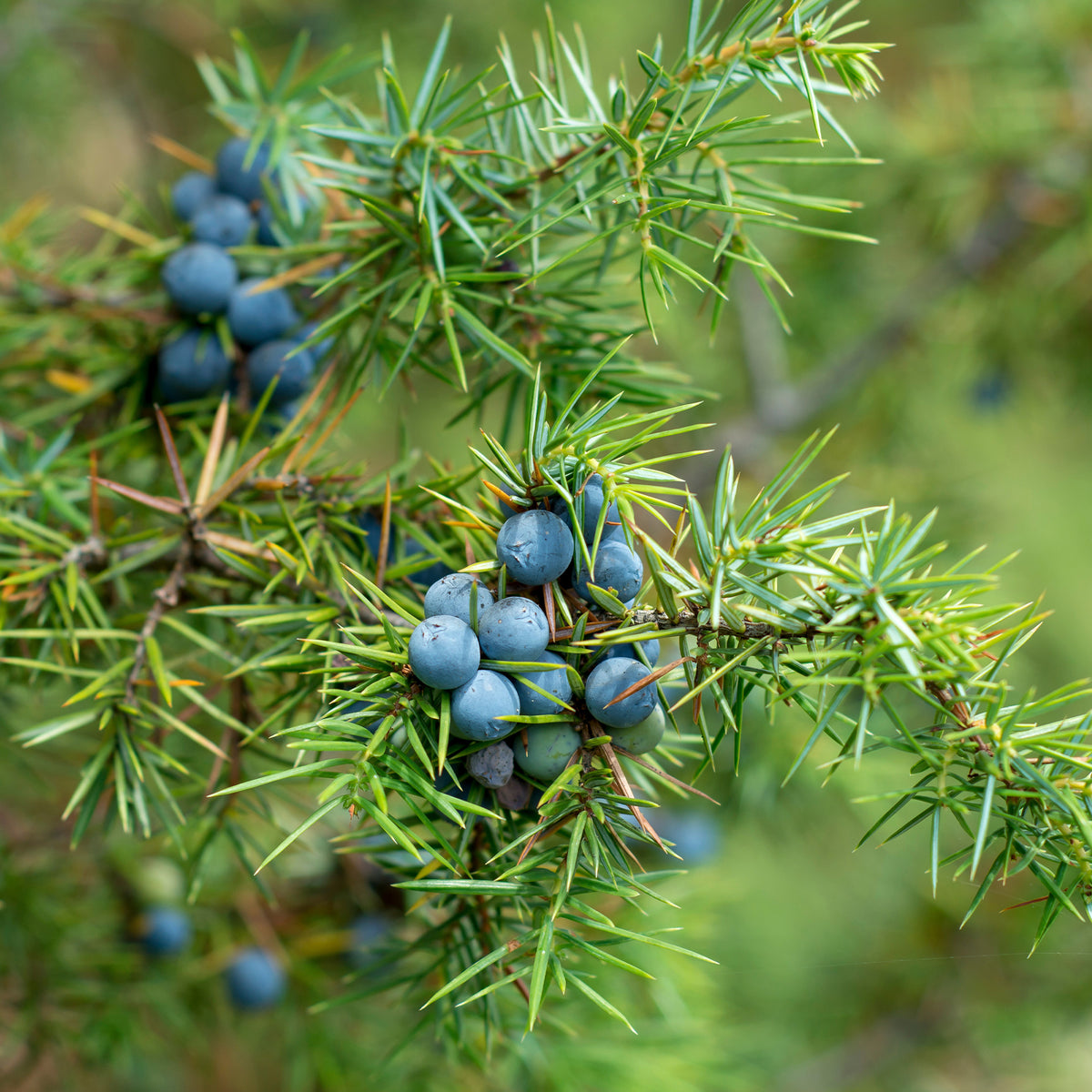 Jeneverbes - Juniperus communis - Willemse