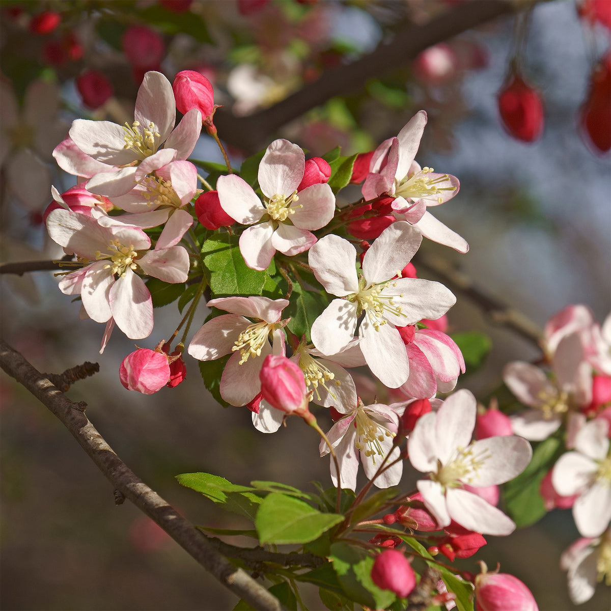 Malus floribunda - Japanse wilde appel - Sierappel