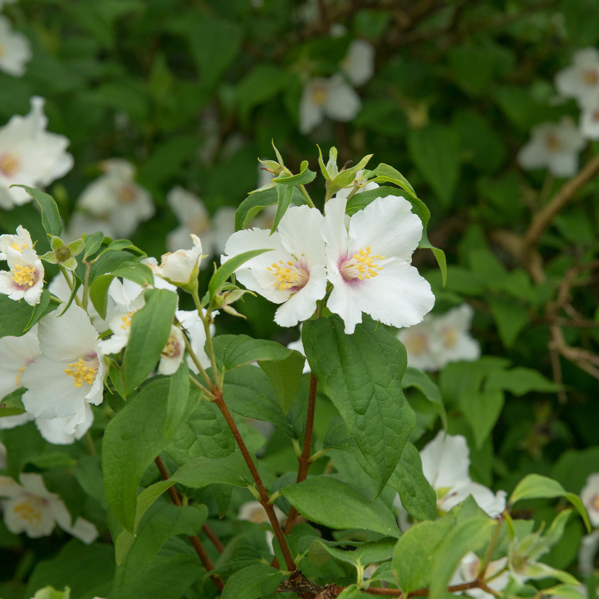 Boerenjasmijn 'Belle Etoile' - Philadelphus Belle Etoile - Willemse
