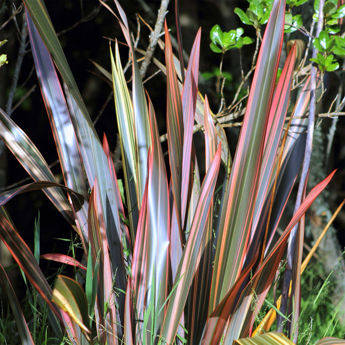 Nieuw-Zeelands vlas 'Sundowner' - Phormium Sundowner - Willemse