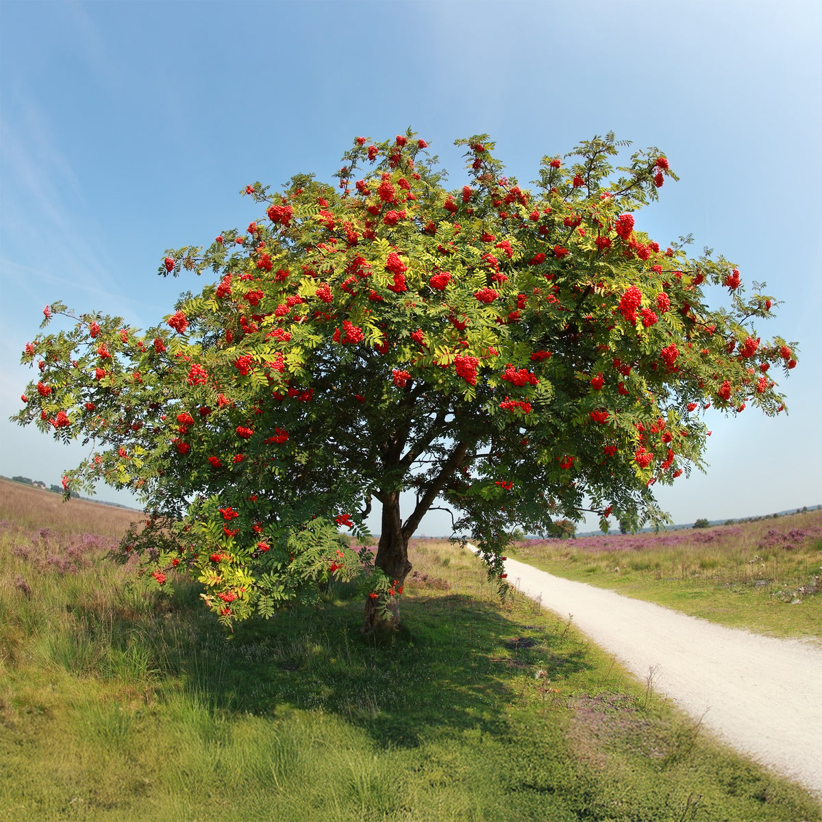 Wilde lijsterbes - Willemse