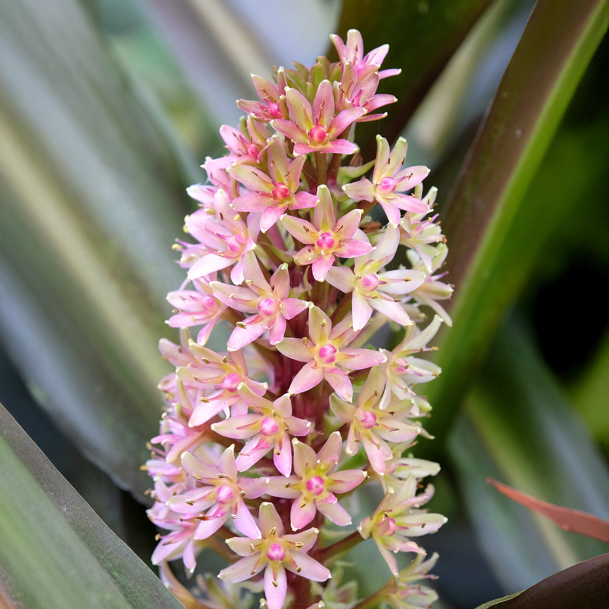 Verkoop Ananasplant Sparkling Burgundy® - Eucomis comosa Sparkling Burgundy®