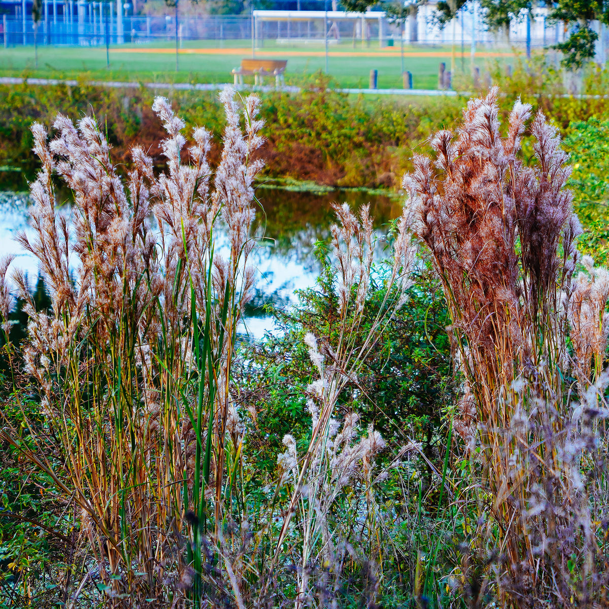 Andropogon ternarius - Willemse