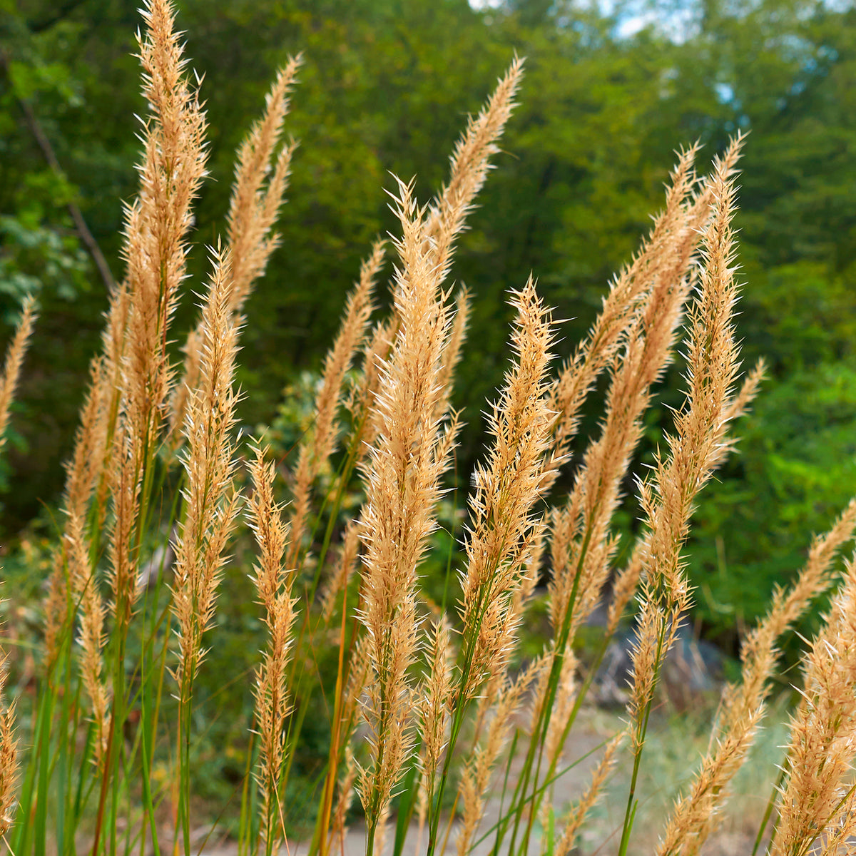 Vedergras calamagrostis - Stipa calamagrostis - Willemse