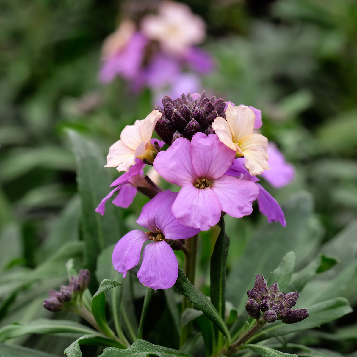 Muurbloem Poem Lavender - Willemse