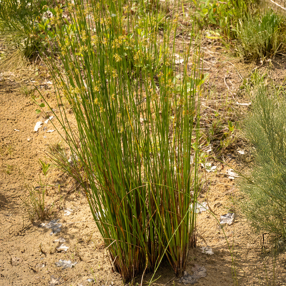 Pitrus - Juncus effusus - Willemse