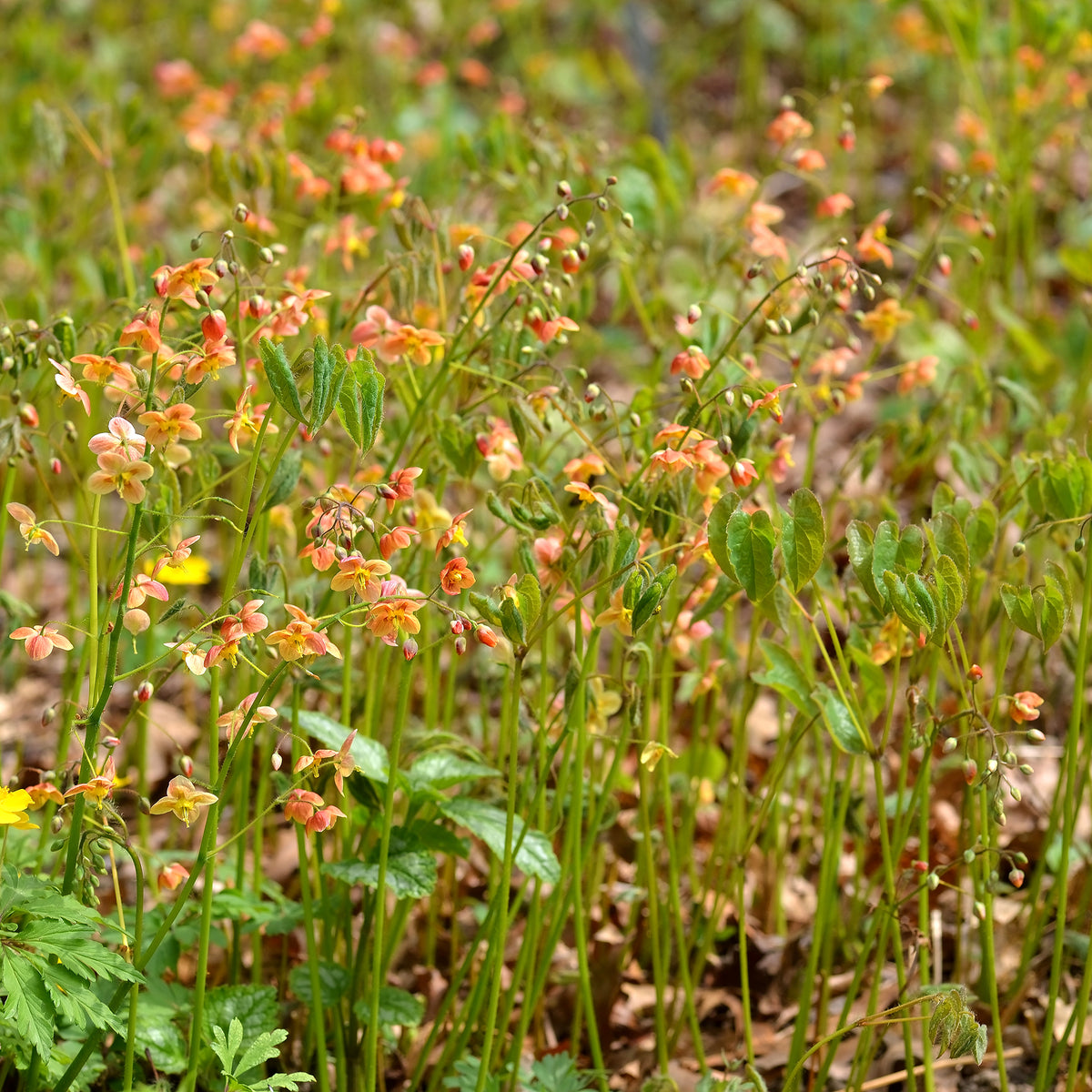 Epimedium warleyense - Elfenbloem - Epimedium