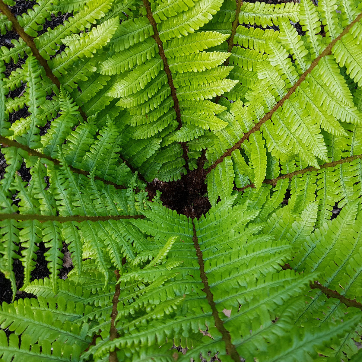 Zwarteschubvaren - Dryopteris wallichiana - Willemse