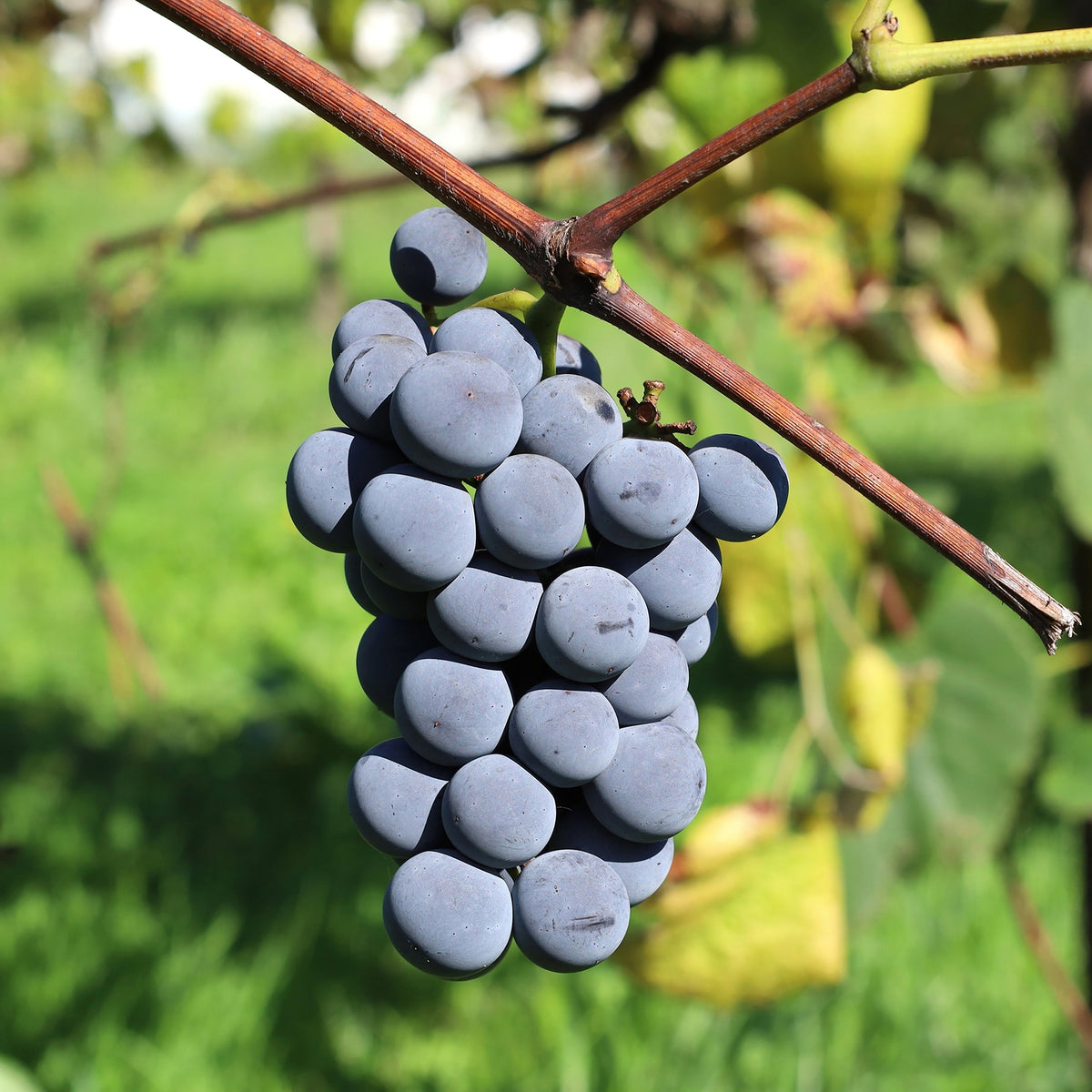 Druif Isabella - Willemse