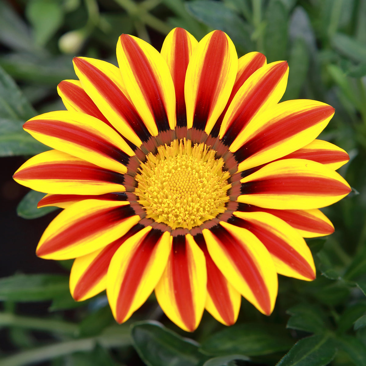 Middaggoud Big Kiss Yellow Flame - Gazania rigens Big Kiss Yellow Flame - Willemse