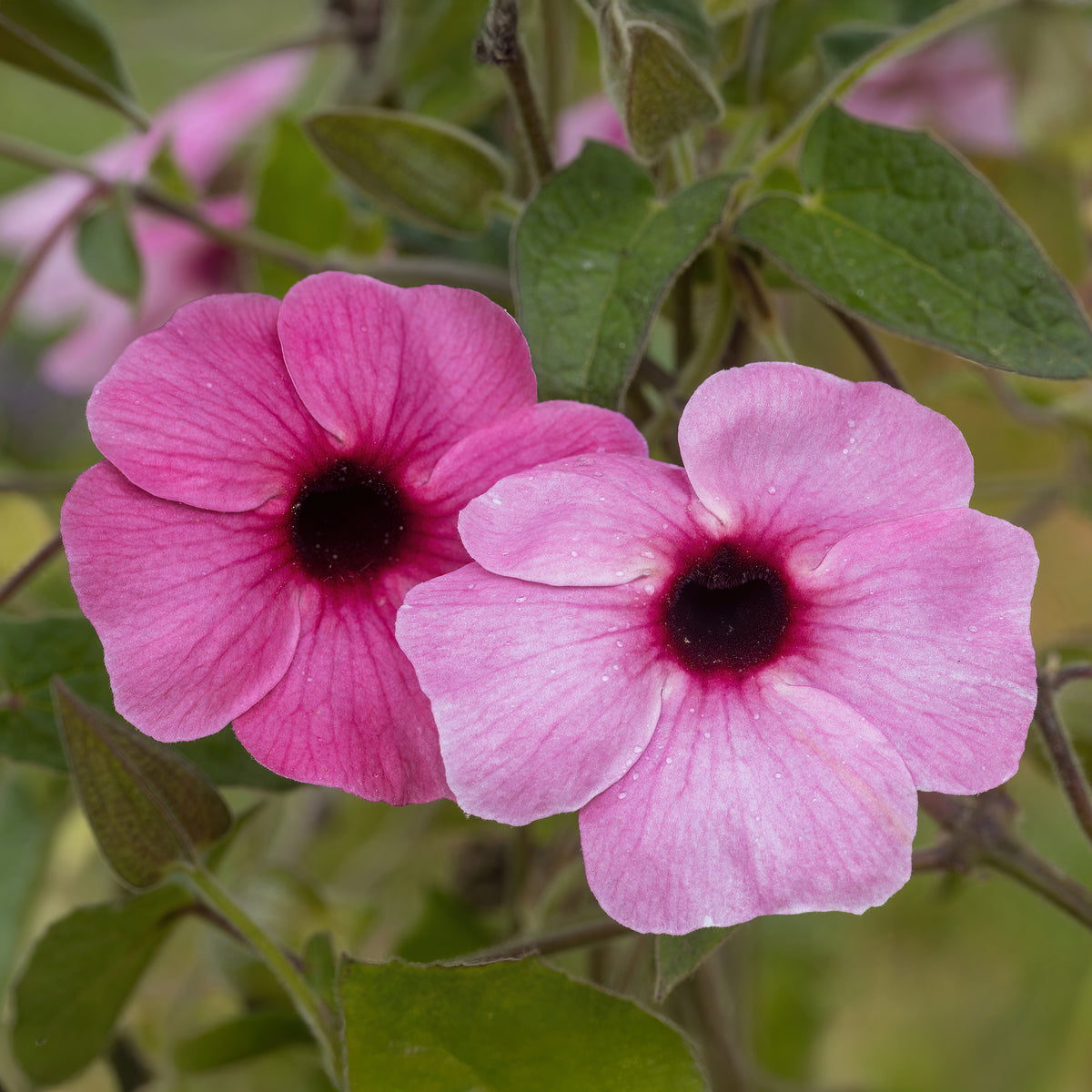 Verkoop Thunbergia alata Sunny Suzy Rose Sensation