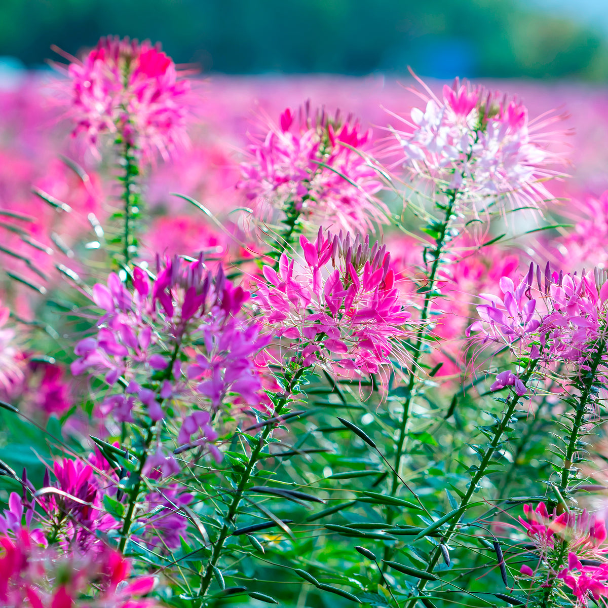 Cleome hassleriana Violet Queen - Kattensnor Violet Queen - Cleome - Kattensnor
