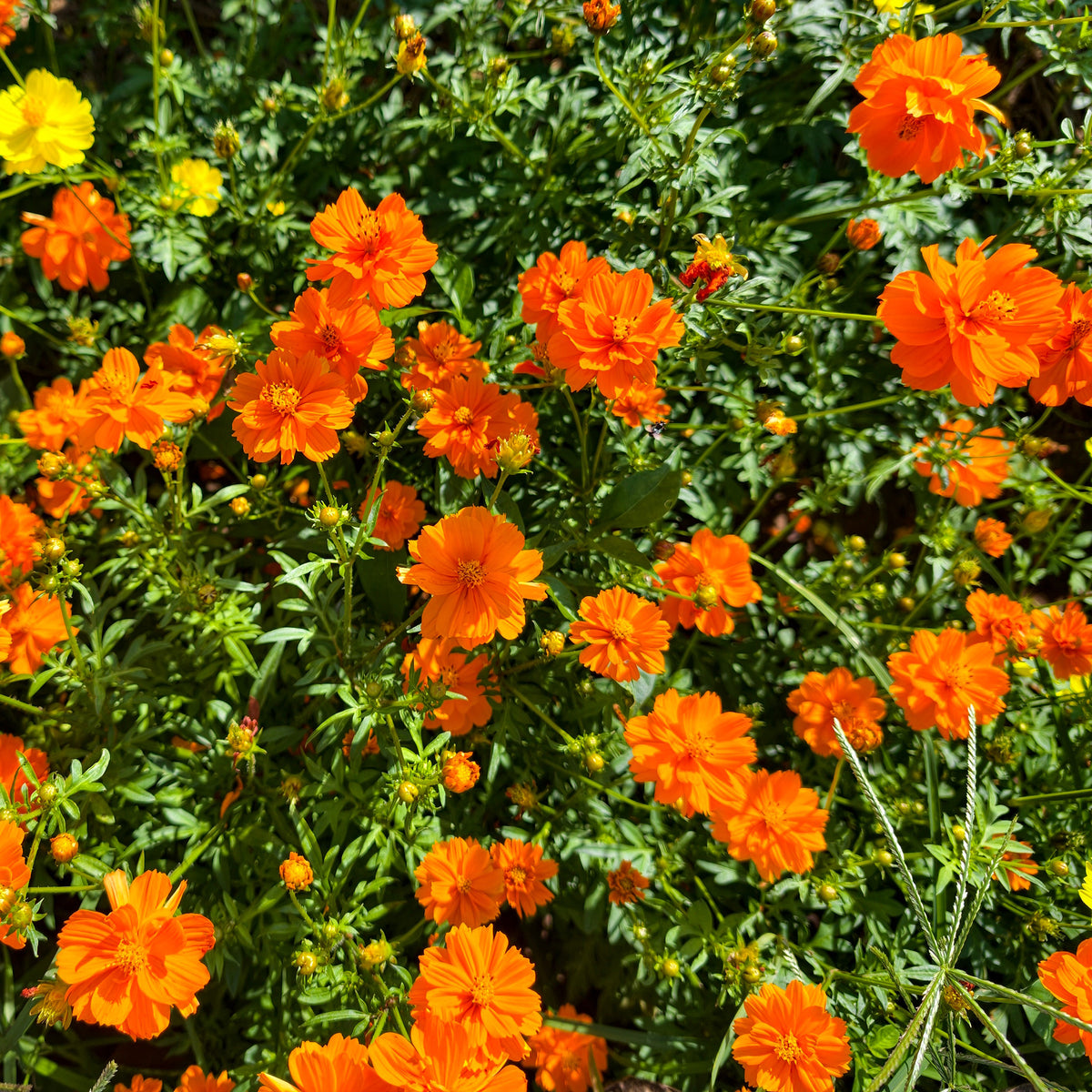 Oranje cosmea Brightlights - Willemse