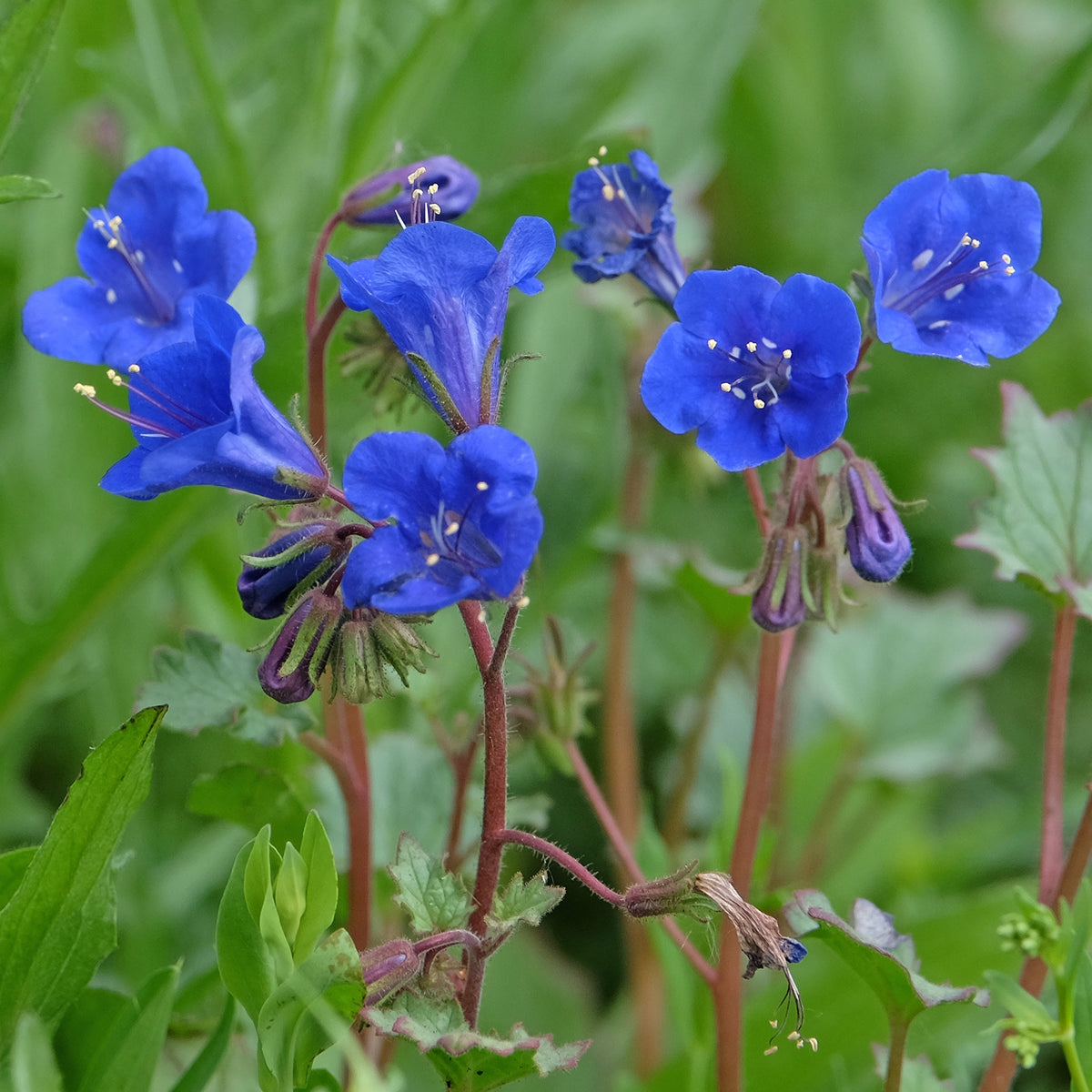 Bijenvoer Blue Bell