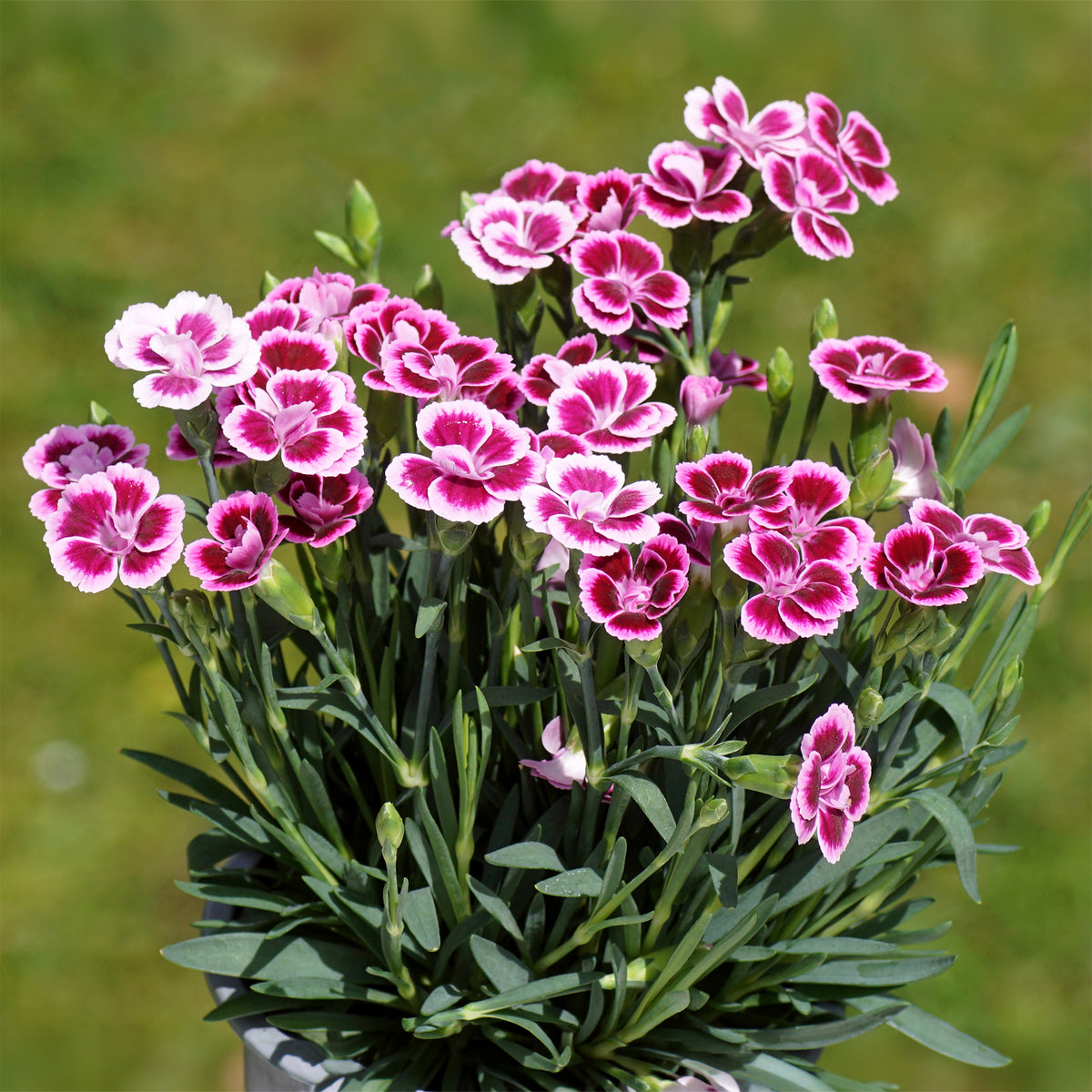 Anjer Pink Kisses - Willemse