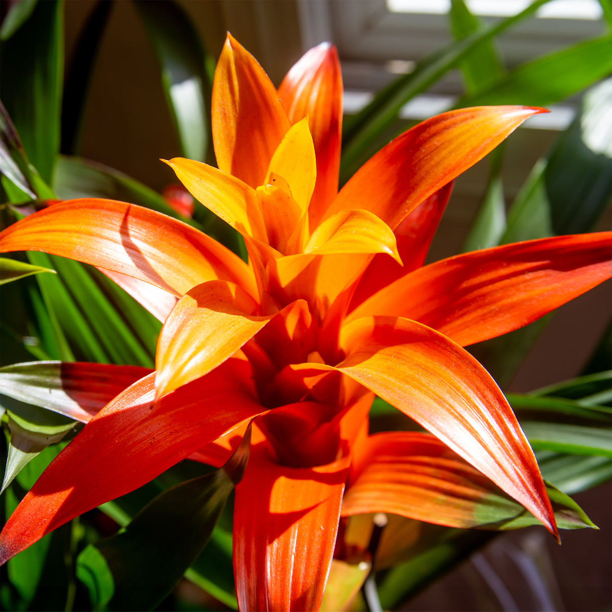 Bromeliaceae - Bromelia oranje - Balkon- en terrasbloemen