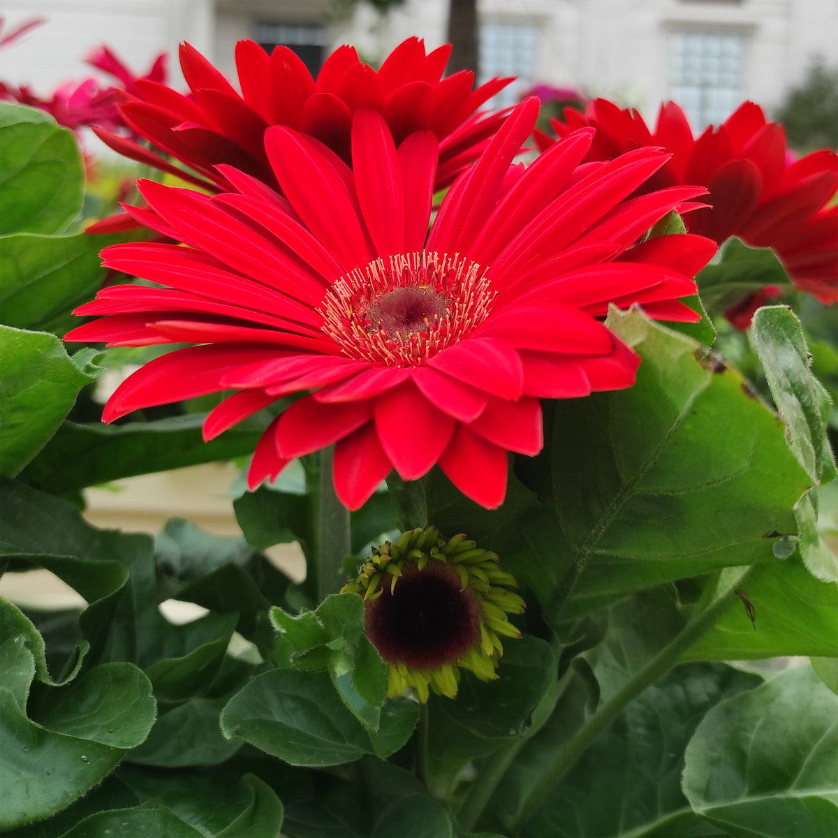 Gerbera rood - Willemse