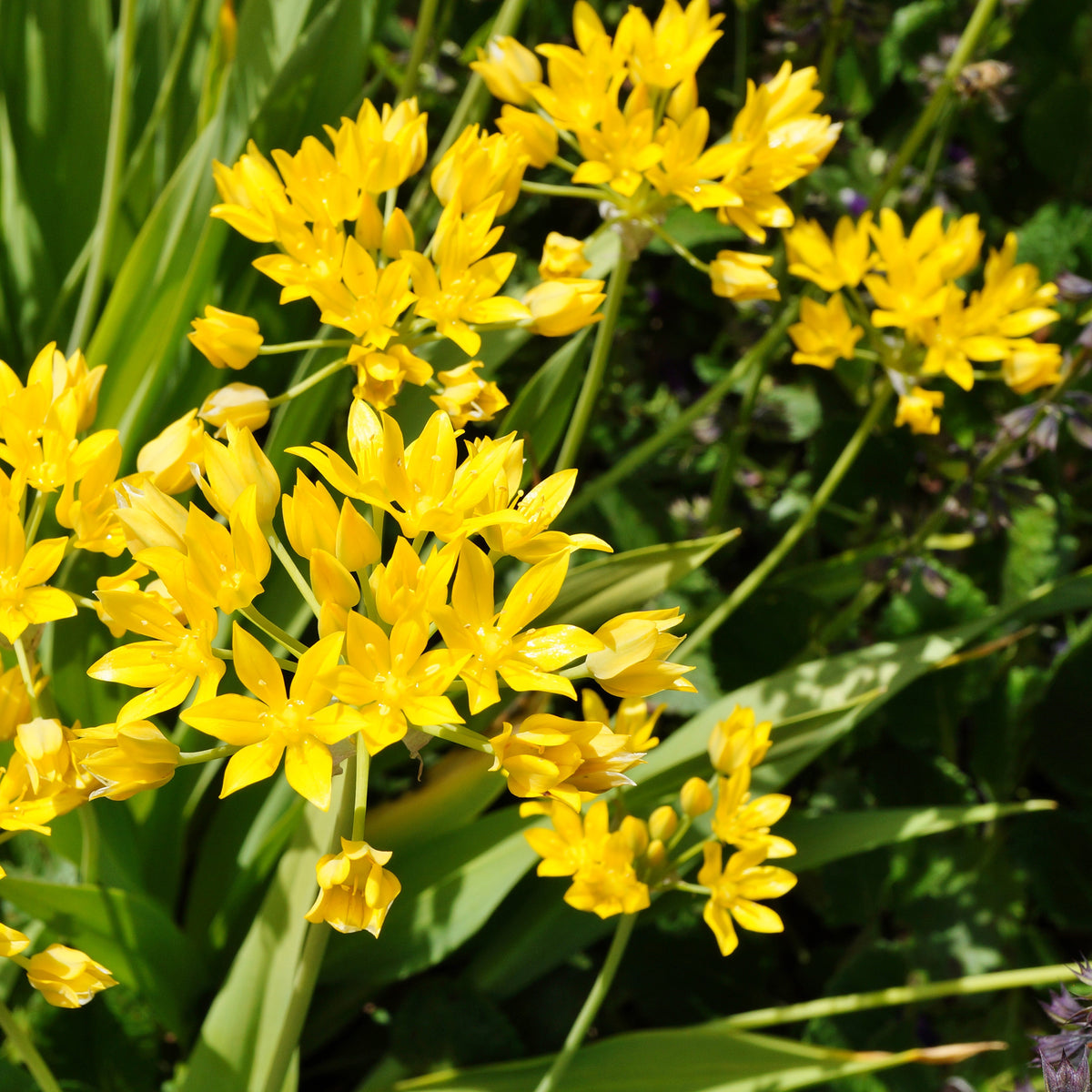 Allium moly - Goudlook - Allium