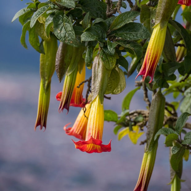 Verkoop Collectie Brugmansia's: rood, geel enroze (x3) - Brugmansia