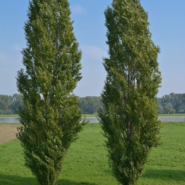 Populier - Italiaanse populier 'Italica' (x10) - Populus nigra italica