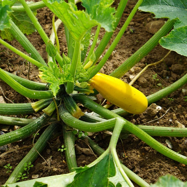 Courgette 'Soleil F1' - Cucurbita pepo soleil f1 - Willemse