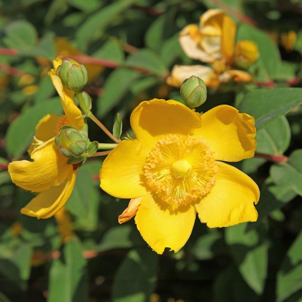 Hertshooi 'Hidcote' - Hypericum hidcote - Willemse