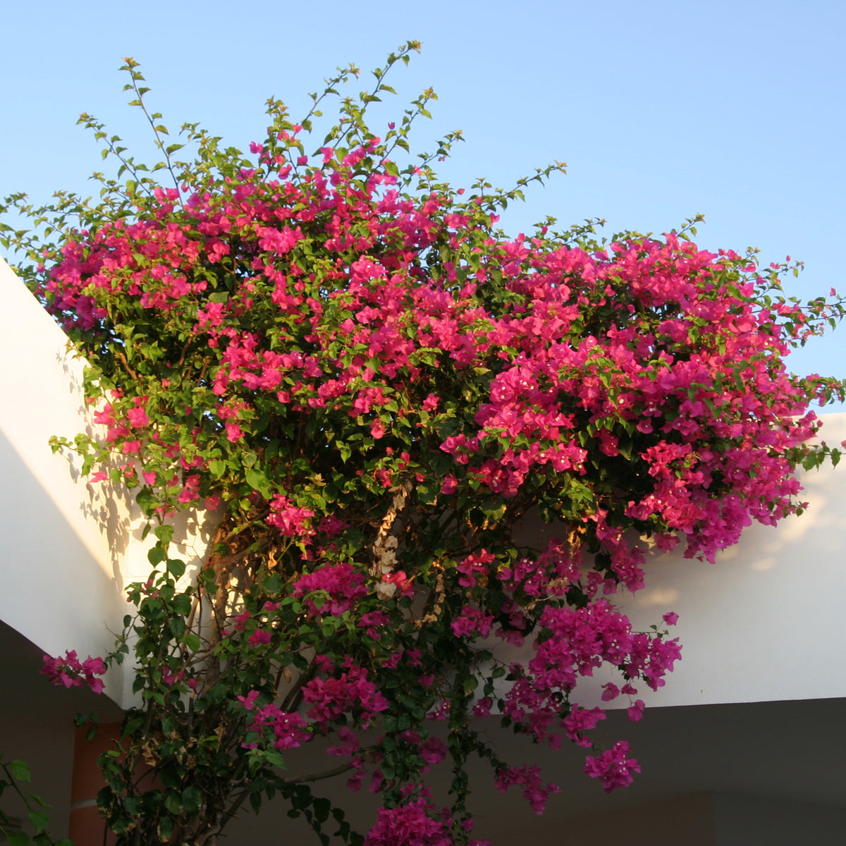 Roze bougainville - Willemse