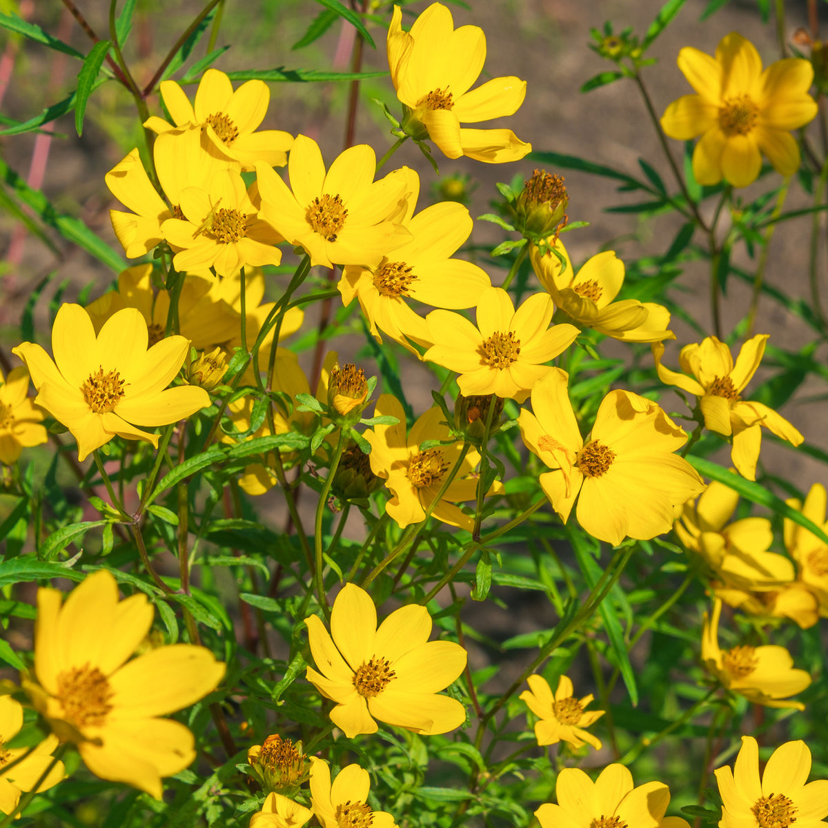 Gele bidens - Bidens yellow - Willemse