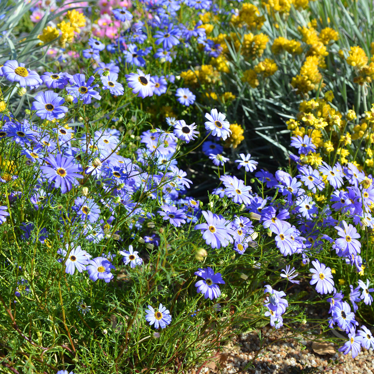 Brachycoma's - Willemse