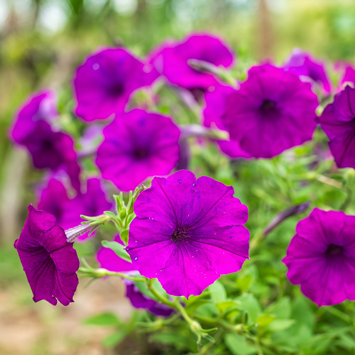 Paarse hangpetunia - Willemse
