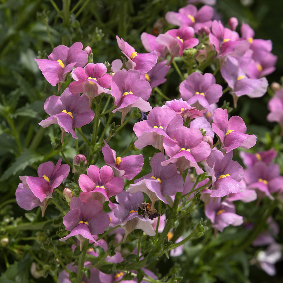 Roze Nemesia - Willemse