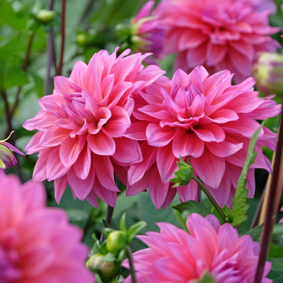 Dahlia Feline Yvonne - Willemse