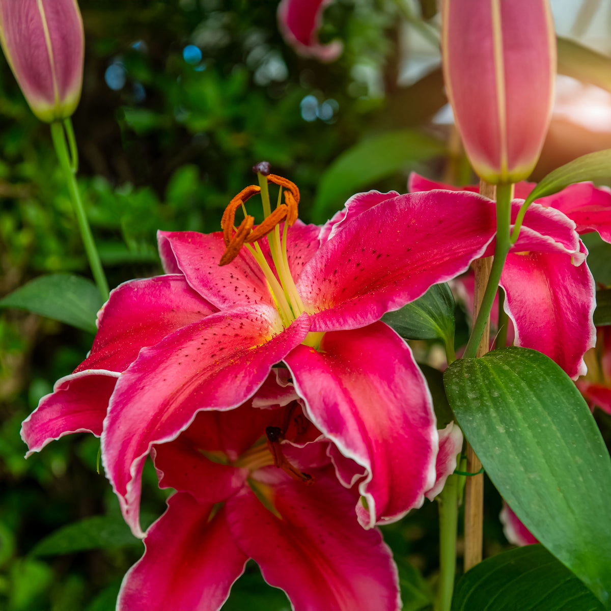 Lelie Gomera - Lillium Gomera - Willemse