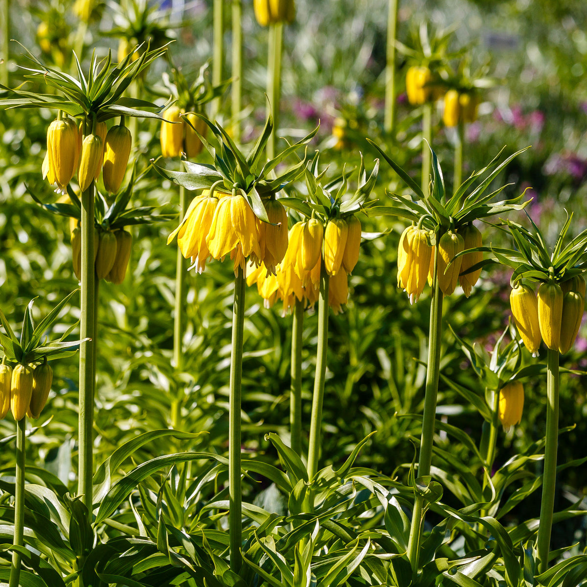 Verkoop Gele keizerskroon - Fritillaria imperialis