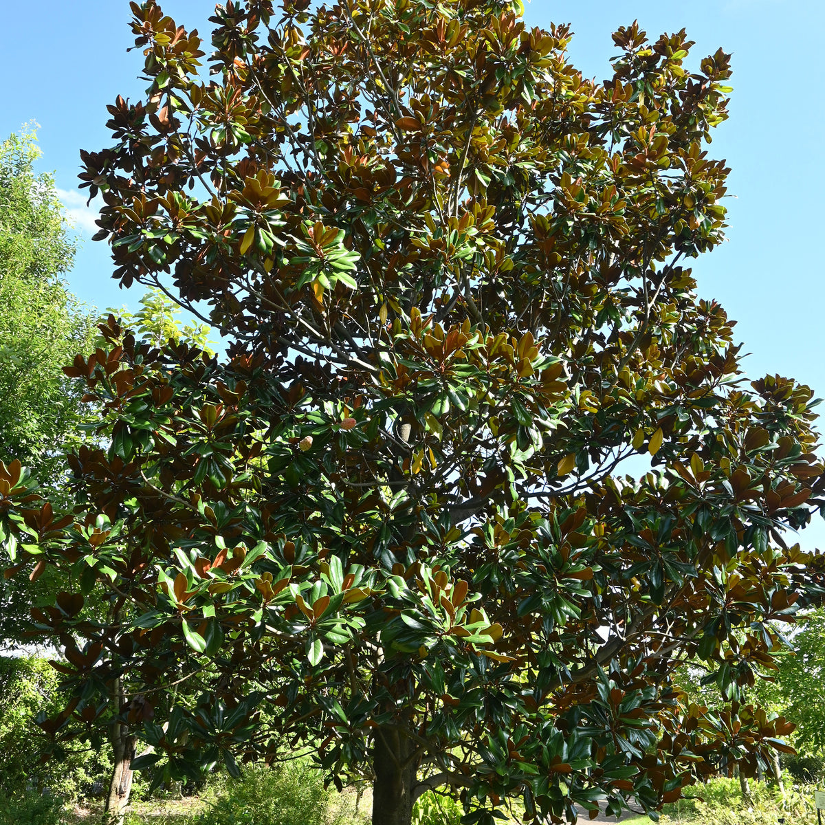 Grootbloemige Magnolia - Willemse
