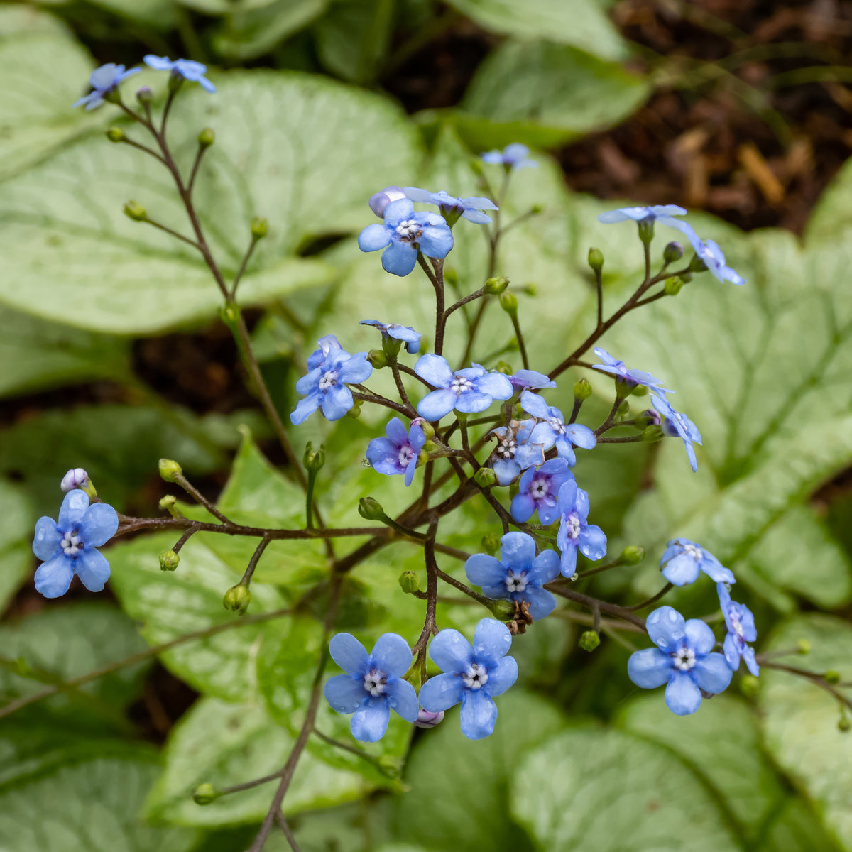 Brunnera macrophylla jack frost - Kaukasische vergeet-mij-nietje 'Jack Frost' - Myosotis
