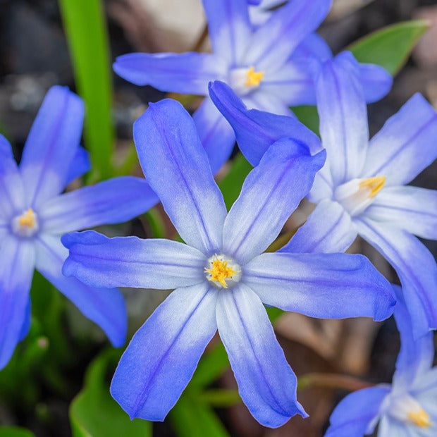 Sneeuwroem 'Blue Giant' (x10) - Chionodoxa forbesii blue giant - Willemse