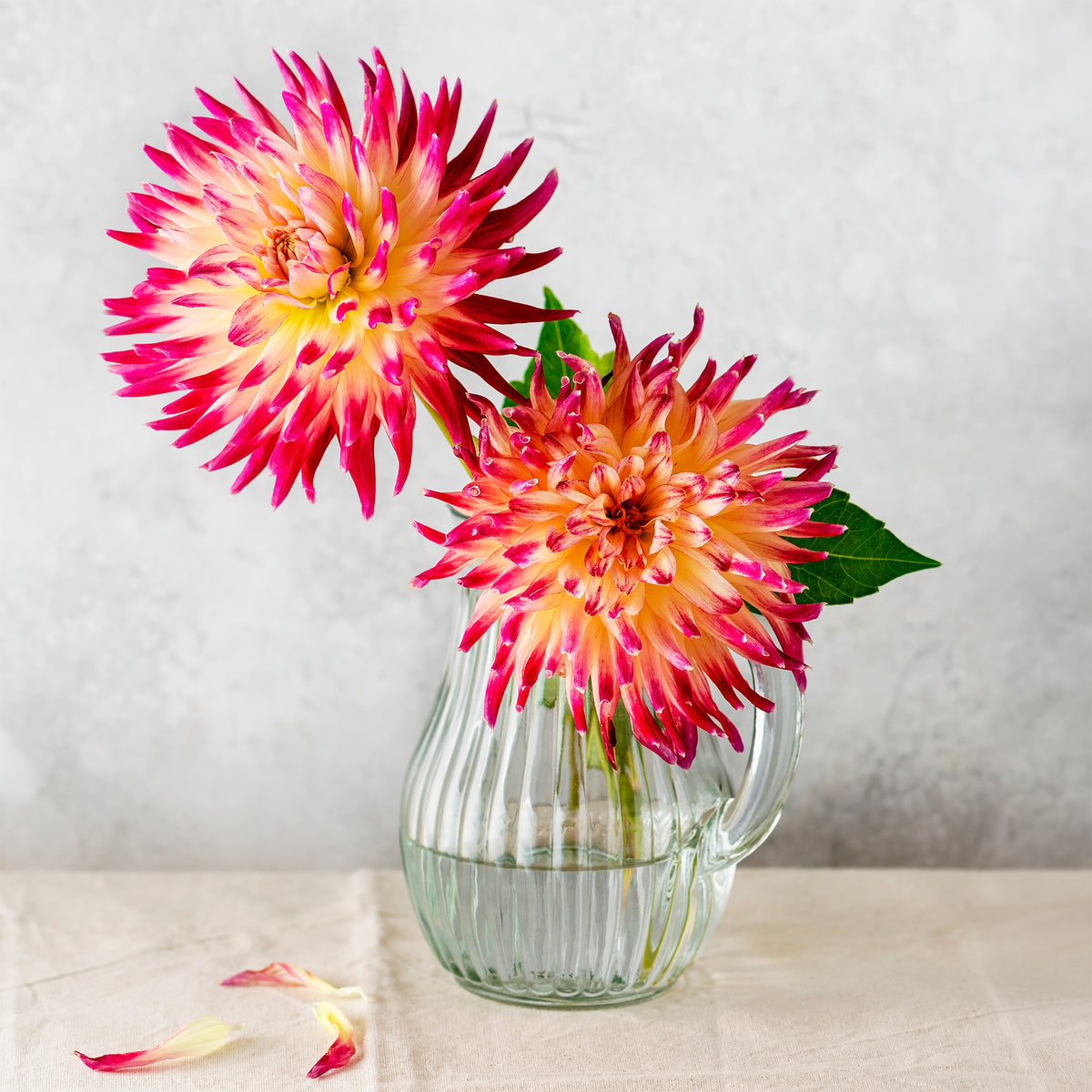 Dahlia 'Tahiti Sunrise' (x3) - Dahlia 'tahiti sunrise' - Willemse