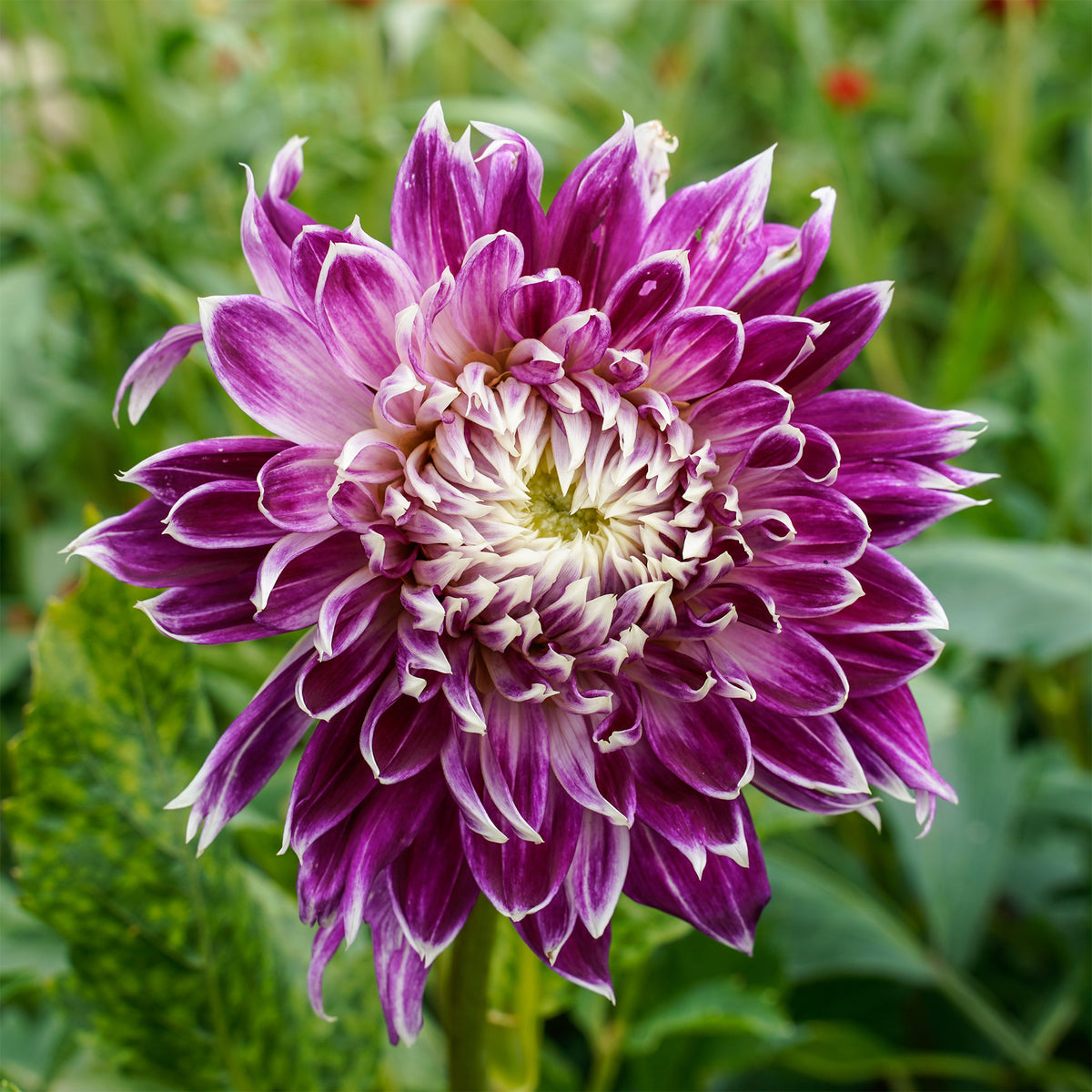 Dahlia 'Vancouver' (x3) - Willemse