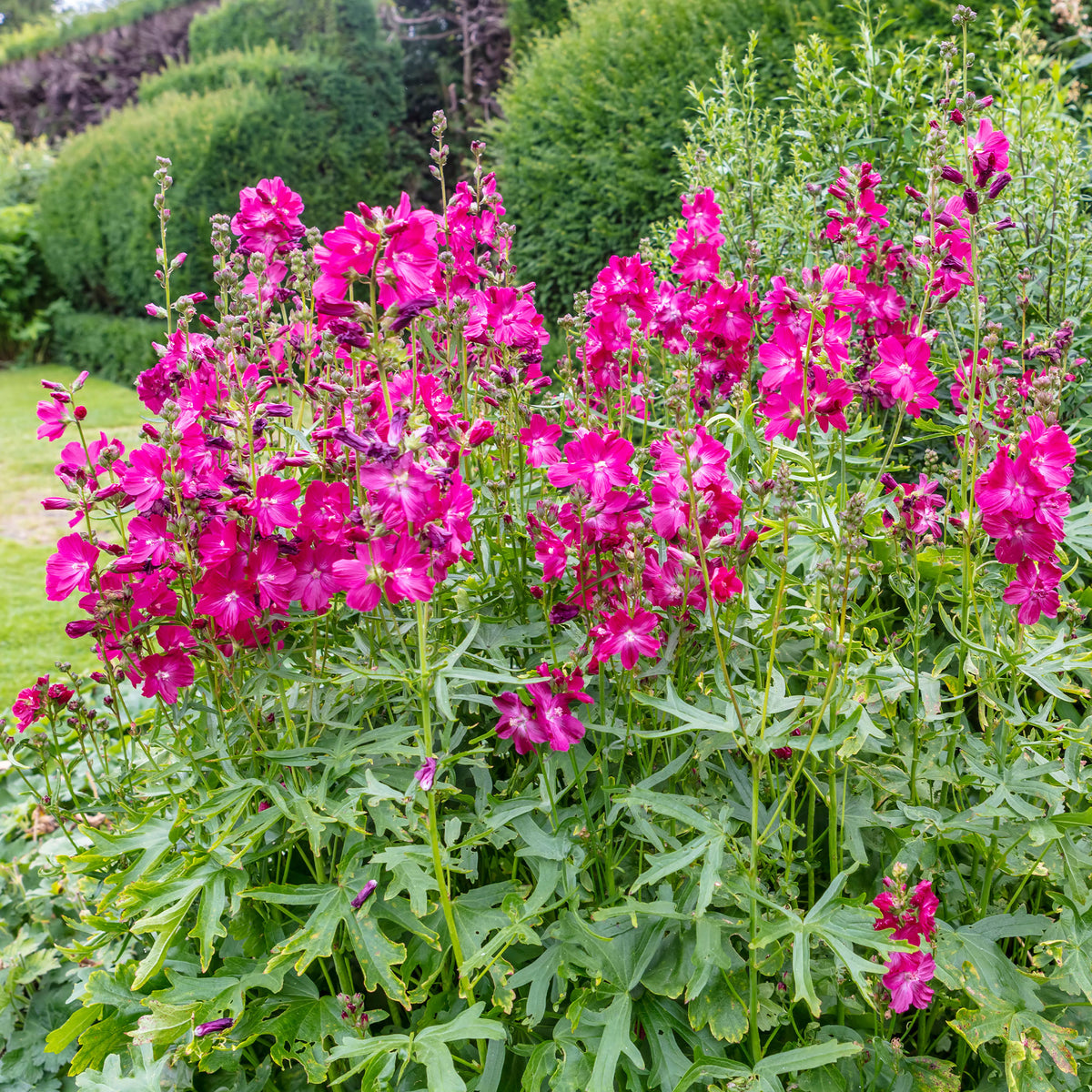 Griekse malva 'Party girl' - Willemse