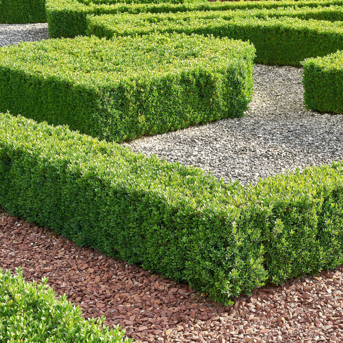 Buxushaag - Willemse