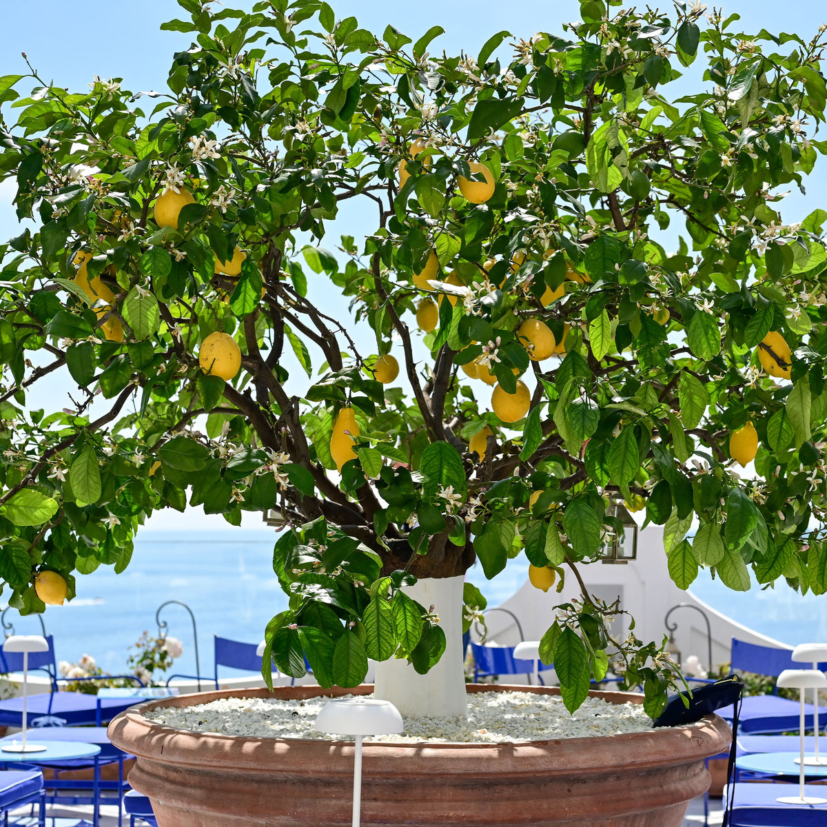 Verkoop Citroenboom 'Vulcan' - Citrus limon vulcan
