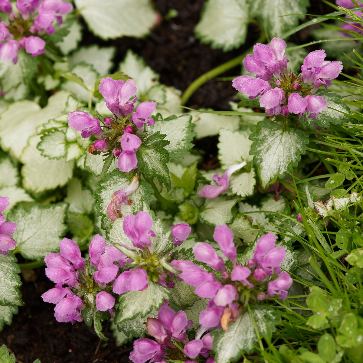 Gevlekte dovenetel 'Beacon Silver' - Willemse